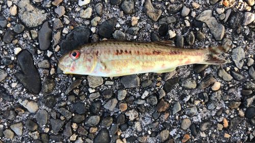 ヒメジの釣果