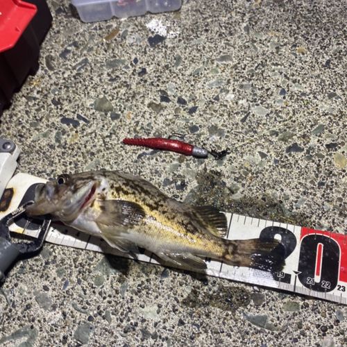 クロソイの釣果