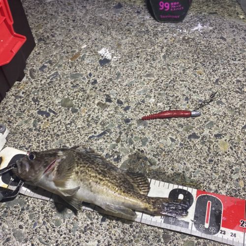 クロソイの釣果
