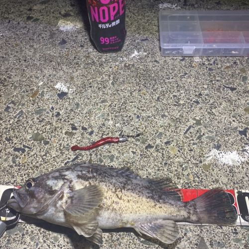 クロソイの釣果