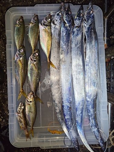 タチウオの釣果
