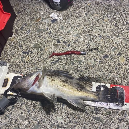 クロソイの釣果