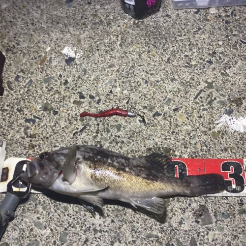 クロソイの釣果