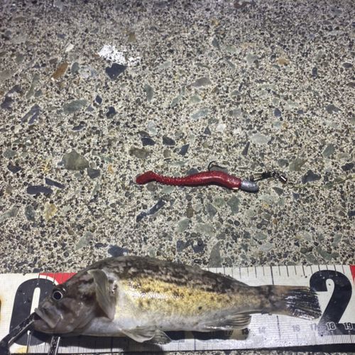クロソイの釣果
