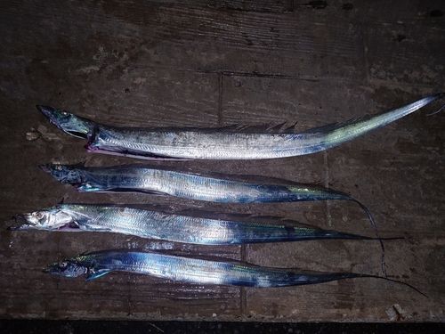 タチウオの釣果