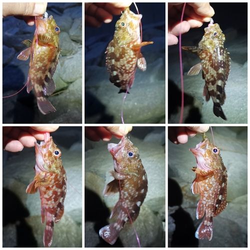 ガシラの釣果