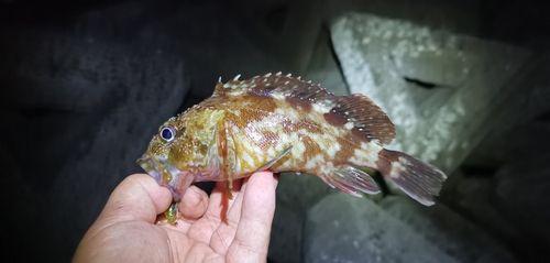 ガシラの釣果