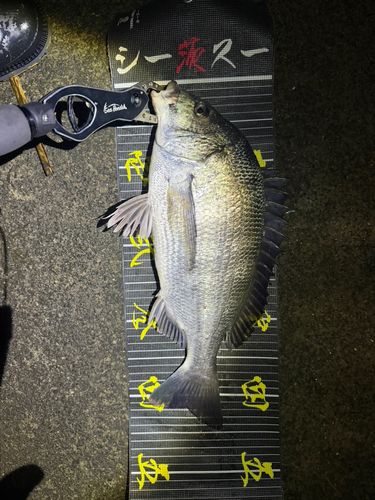 クロダイの釣果