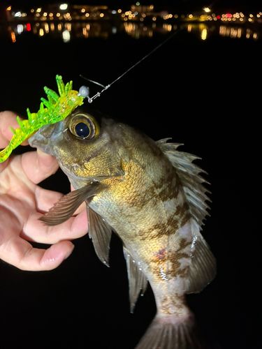 メバルの釣果