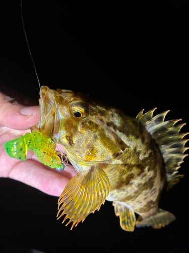 タケノコメバルの釣果