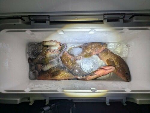 アコウの釣果