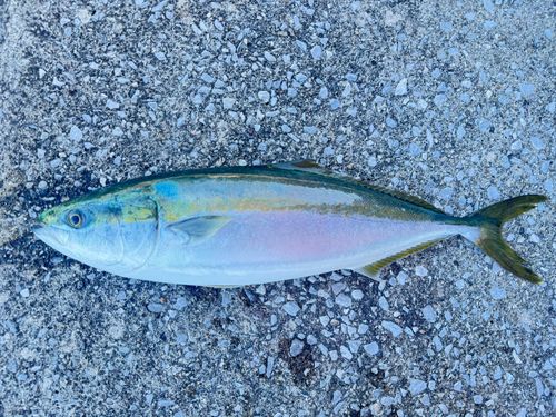 ヤズの釣果