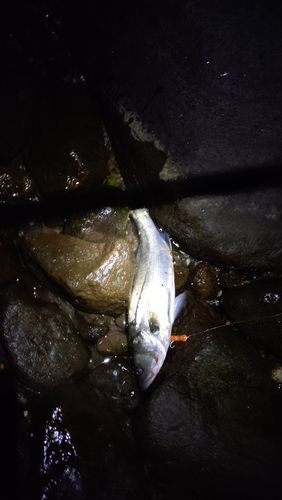 タイの釣果