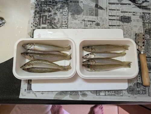 キスの釣果