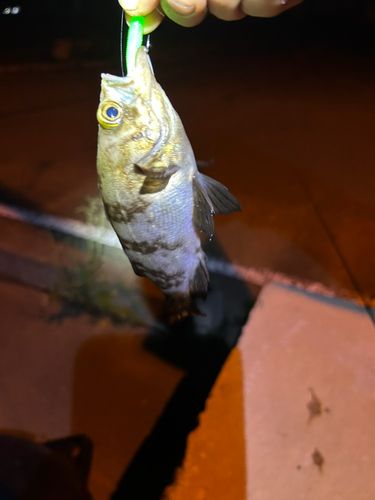 メバルの釣果