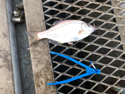 ウミタナゴの釣果