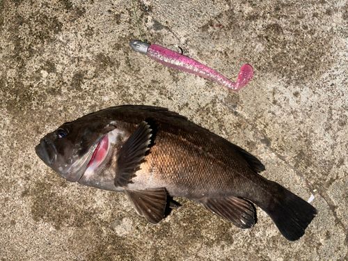 クロソイの釣果