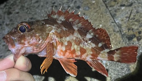 ガシラの釣果