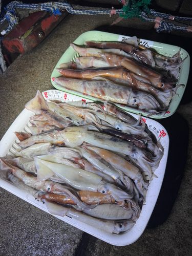 スルメイカの釣果