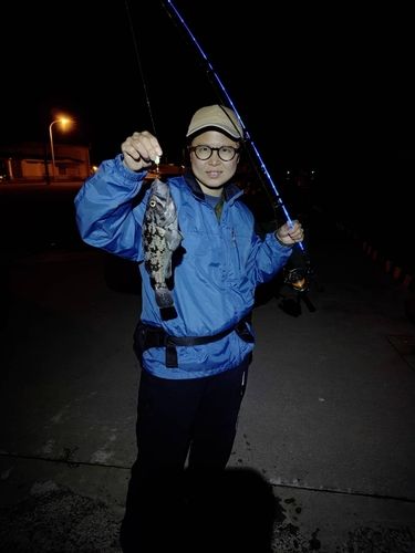 クロソイの釣果