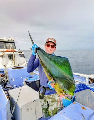 シイラの釣果