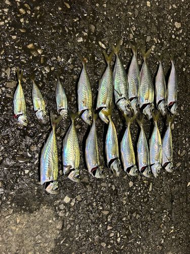 アジの釣果