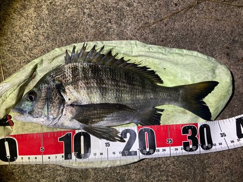 クロダイの釣果