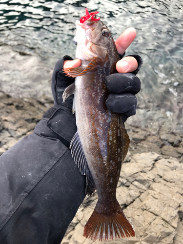 アイナメの釣果