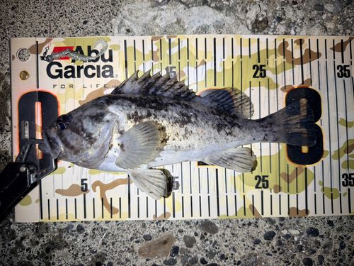 クロソイの釣果