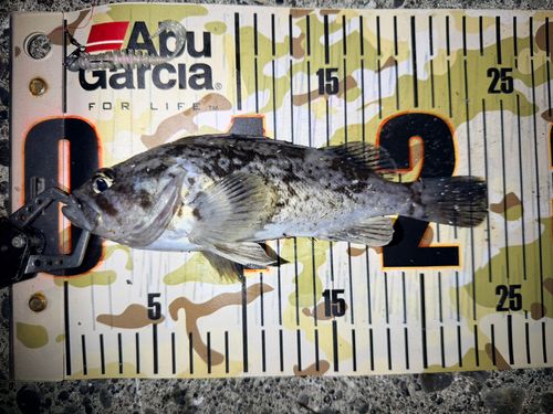 クロソイの釣果