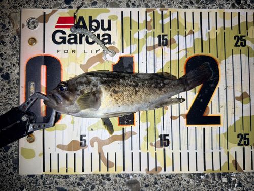 クロソイの釣果