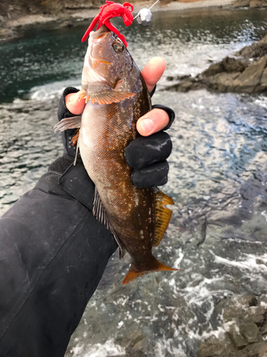 アイナメの釣果