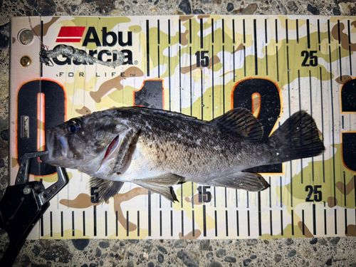 クロソイの釣果
