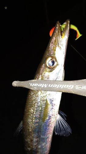 カマスの釣果