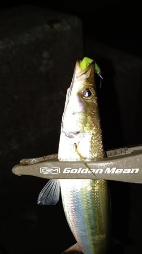 カマスの釣果