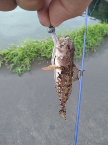 アナハゼの釣果