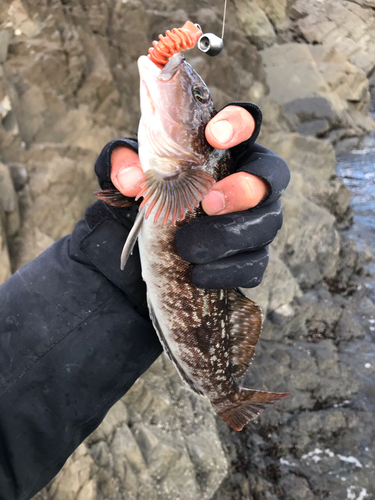 アイナメの釣果