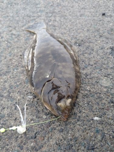 カレイの釣果