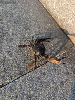 タイワンガザミの釣果