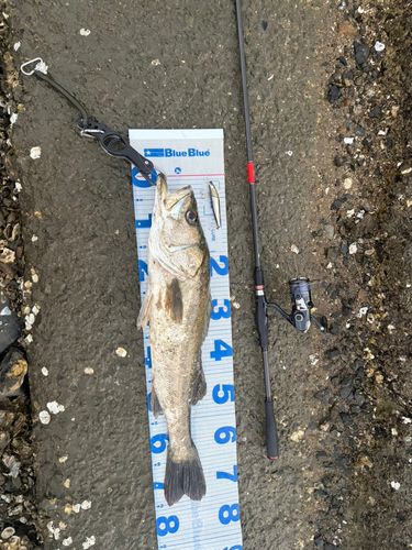 スズキの釣果