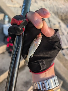 セイゴ（マルスズキ）の釣果