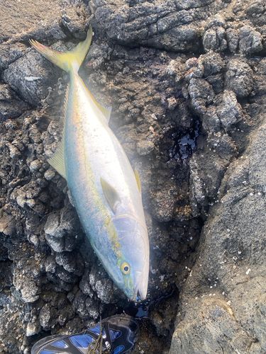 ワラサの釣果