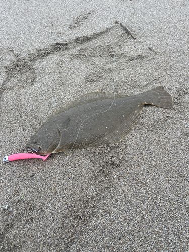 ヒラメの釣果
