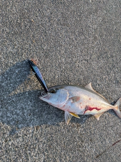 シオの釣果