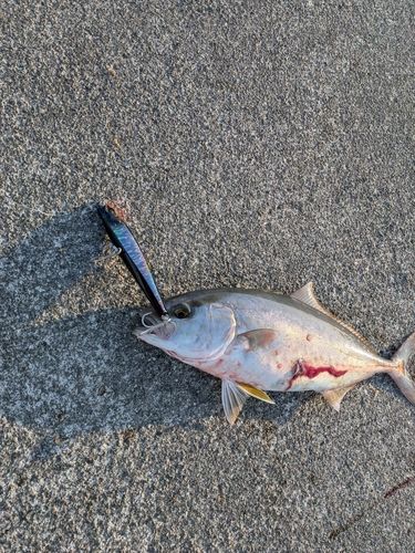 シオの釣果