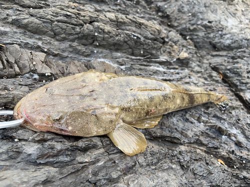 タイの釣果