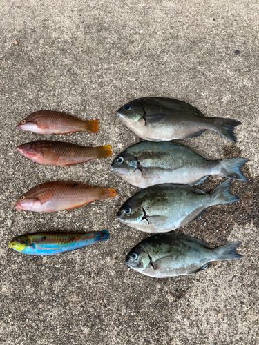 グレの釣果