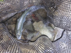 ニジマスの釣果