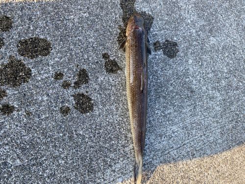 エソの釣果