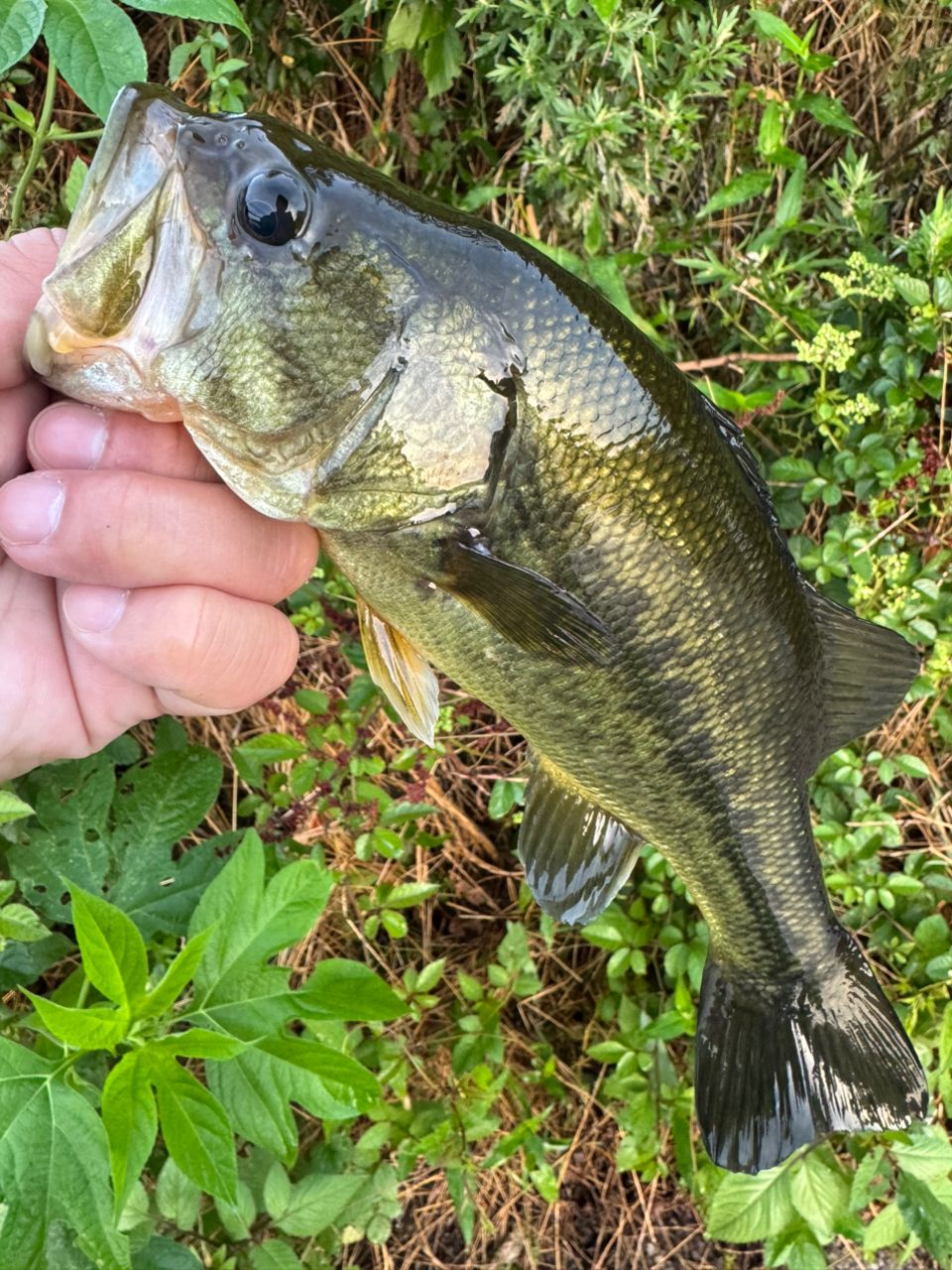 DAIWA 19エアエッジ モバイル 644L/MLS-STの最安値・インプレ・釣果